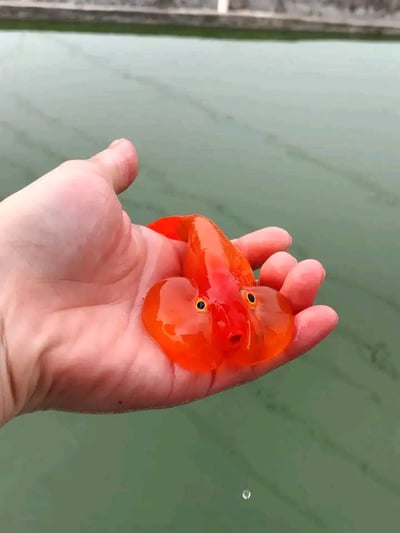 一只手掌向上摊开，托着一条小巧玲珑的橘红色小鱼。鱼儿通体橙红，色泽鲜亮，身体光滑圆润，两只圆溜溜的黑色眼睛格外突出，显得呆萌可爱。背景是一片平静的绿色水面，可能是池塘或鱼缸，整体画面清新自然，充满治愈感。