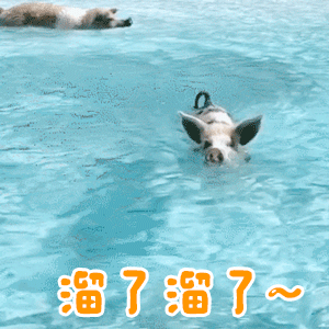 小猪游泳溜了溜了