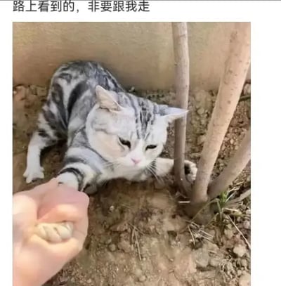 这是一张顶配底文的静态实拍图，顶部配文为“路上看到的，非要跟我走”。画面拍摄于户外泥土地环境，一旁还有几棵细树苗，一只美短虎斑猫半坐在泥土地上，满脸嫌弃、神情十分不情愿，却伸出一只爪子搭在人的拳头上，仿佛被迫和人“握手”，另一只爪子还抓着旁边的树苗像是在抗拒，整体画面反差感强烈，十分搞笑。