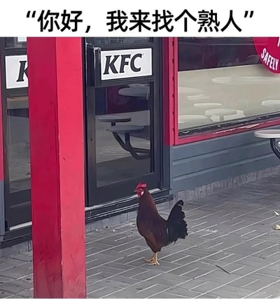 这是一张充满趣味的实拍梗图，画面中一只真实的公鸡站在KFC（肯德基）门店的门口，抬头看向门店入口。图片上方配有拟人化的文字“你好，我来找个熟人”，结合KFC以鸡肉制品为核心餐品的品牌属性，形成了荒诞又幽默的反差效果：公鸡来到以同类为食材的餐厅“找熟人”，拟人化的设定让这个巧合的场景充满笑点，引发观者对“熟人”的联想——即被做成餐品的同类，从而放大了画面的趣味性和荒诞感。