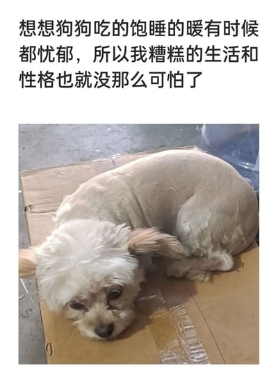图片上方为黑色文字：“想想狗狗吃的饱睡的暖有时候都忧郁，所以我糟糕的生活和性格也就没那么可怕了”。下方是一张实拍照片，一只毛发部分修剪、看起来有些凌乱的小狗蜷缩在纸箱上，眼神低垂，表情显得忧郁，整体营造出一种通过狗狗状态安慰自己生活困境的氛围。