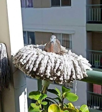 在居民楼的阳台区域，一只斑鸠误把挂在栏杆上的拖把头当成了合适的鸟巢，它蹲坐在拖把头蓬松的绒布部分，身下还铺垫了几根细草，仿佛正在孵蛋。拖把头的柔软蓬松外观和鸟巢有一定相似性，让这只斑鸠产生了有趣的误判，整个画面既滑稽又透着一丝温馨，记录下了生活里偶然出现的趣味动物瞬间。