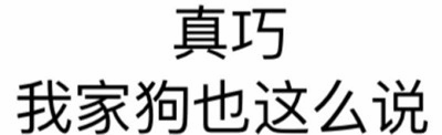 真巧 我家狗也这么说