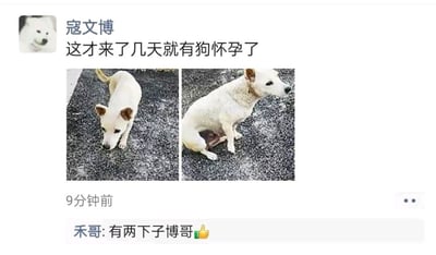 这是一张社交媒体截图，显示用户“寇文博”发布的内容。用户头像为一只白色狗狗的卡通形象，发布文字为“这才来了几天就有狗怀孕了”，下方配有两张实拍照片：左侧照片中一只白色狗狗低头嗅闻沥青地面，右侧照片中同一只狗狗坐姿端正，腹部略有隆起。帖子发布时间显示为“9分钟前”，下方有一条来自“禾哥”的评论：“有两下子博哥👍”。整体内容以幽默调侃的语气分享狗狗相关的趣事。