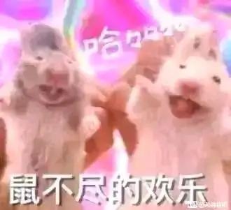 这张图展示了两只被人手举着的真实仓鼠，它们嘴巴大张，表情兴奋欢快，背景是粉紫色的模糊渐变效果，上方配有拟声文字“哈~~”，底部则是“鼠不尽的欢乐”的创意文字。
其中运用了谐音梗：“鼠”谐音“数”，寓意“数不尽的欢乐”，用仓鼠（鼠类）的形象呼应文字内容，营造出轻松搞笑的欢乐氛围，适合作为表情包传递开心的情绪。