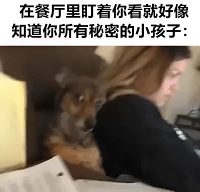 这张梗图上方有文字"在餐厅里盯着你看就好像知道你所有秘密的小孩子："，下方是一张照片，照片中一只狗从人身后探出头来，用一种似乎看透一切的眼神凝视着前方，幽默地将狗的表情比作餐厅里那种仿佛知道你所有秘密的小孩的凝视。