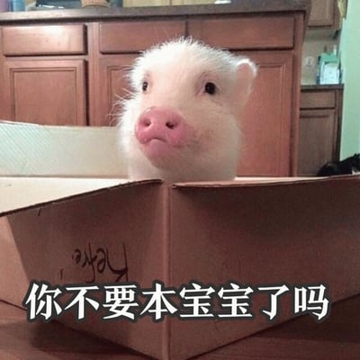 一只白色小香猪，有着粉粉的鼻子和蓬松的毛发，正从一个棕色纸箱中探出头来，向上仰望着，眼神中带着一丝委屈。背景是厨房的木质橱柜。图片底部有白色文字：“你不要本宝宝了吗”，将小猪拟人化，仿佛在可怜巴巴地询问是否被抛弃。整体画面可爱又让人心生怜悯。