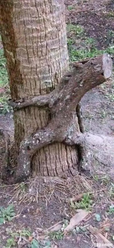 这是一张展示自然奇观的照片，画面中心是一棵粗壮的树干，其底部有一根扭曲的树枝以环绕的姿态紧紧“抱住”树干，树枝的弯曲弧度和与树干的贴合程度形成了极具拟人化的“拥抱”造型。树皮呈现出自然的粗糙纹理，带有深浅不一的裂纹和少量苔藓，周围地面覆盖着稀疏的青草和褐色泥土，整体场景充满原始自然的气息。