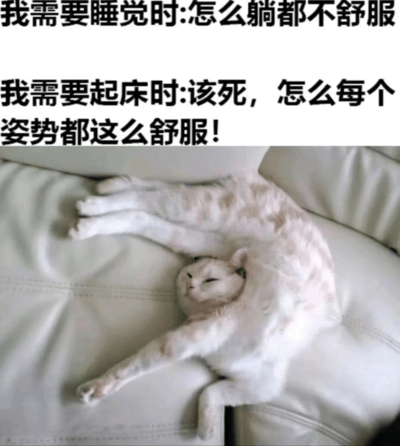 图片上方有两行黑色文字，分别为“我需要睡觉时:怎么躺都不舒服”和“我需要起床时:该死，怎么每个姿势都这么舒服！”，下方是一只白色带浅棕色斑点的猫蜷缩在米白色沙发上睡觉的照片，猫咪四肢舒展，双眼紧闭，表情十分惬意。该梗图通过对比人们在需要睡觉时难以找到舒适姿势，而需要起床时却觉得每个姿势都很舒服的矛盾状态，用猫咪舒适的睡姿作为视觉呼应，幽默地展现了日常生活中的睡眠困扰，引发共鸣。