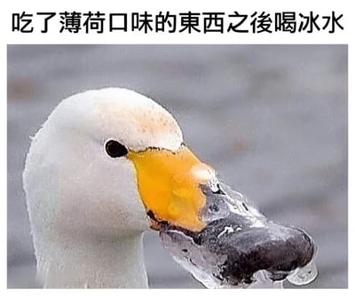 图片上方配有文字“吃了薄荷口味的東西之後喝冰水”，下方是一只鸭子的特写照片，其黄色喙部前端覆盖着厚厚的冰块，仿佛刚喝了冰水后被瞬间冻住。通过鸭子喙部结冰的夸张画面，幽默地表现了吃完薄荷味食物后喝冰水时那种强烈的冰冷刺激感，十分贴合日常生活中的真实体验，容易引发共鸣。