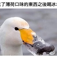鸭子缩略图