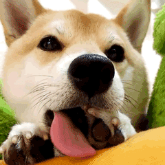 柴犬眨眼吐舌卖萌动图