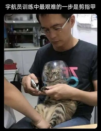 这张图片呈现了一个充满趣味的养猫日常场景：一只虎斑猫的头部被大玻璃杯罩住，露出无奈又不情愿的表情，它被一位戴眼镜的男士抱在腿上，男士正专注地拿着指甲剪给猫修剪爪子，旁边还有另一个人伸手按住猫的身体，防止它挣扎。图片上方配有文字“宇航员训练中最艰难的一步是剪指甲”，用幽默的比喻将被罩住头的猫比作宇航员，调侃给猫剪指甲这件事如同艰难的宇航员训练一般，生动展现了养猫过程中给猫剪指甲的难处，充满了搞笑氛围。
