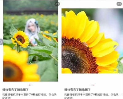 左侧图片展示一片向日葵花田，前景有盛开的向日葵，背景中一位蓝发少女（可能为cosplay装扮）站立其中，人物稍显模糊；右侧图片为向日葵特写，黄色花瓣鲜艳，花盘中央有一只蜜蜂停留。两张图片底部均配有文字：“模特看完了把我删了 我在猜相机牌子中取得了0秒的好成绩，你也来试试吧！”，文字带有幽默调侃意味，暗示摄影效果不佳导致模特不满。