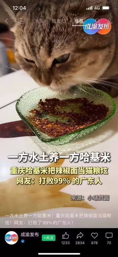 图片中一只虎斑猫正低头专注地舔食玻璃碗中的辣椒面，碗里装满了红色的辣椒碎。图片上方有社交媒体界面元素，包括关注、朋友、推荐等按钮，以及发布者“成渝发布”的标识。图片中央和下方配有文字：“一方水土养一方哈基米 重庆哈基米把辣椒面当猫粮炫 网友：打败99%的广东人”，下方还有重复的文字说明。整体场景幽默地展现了“重庆猫咪适应本地饮食习惯”的趣味画面，结合了“哈基米”这一网络热词和地域文化梗。
