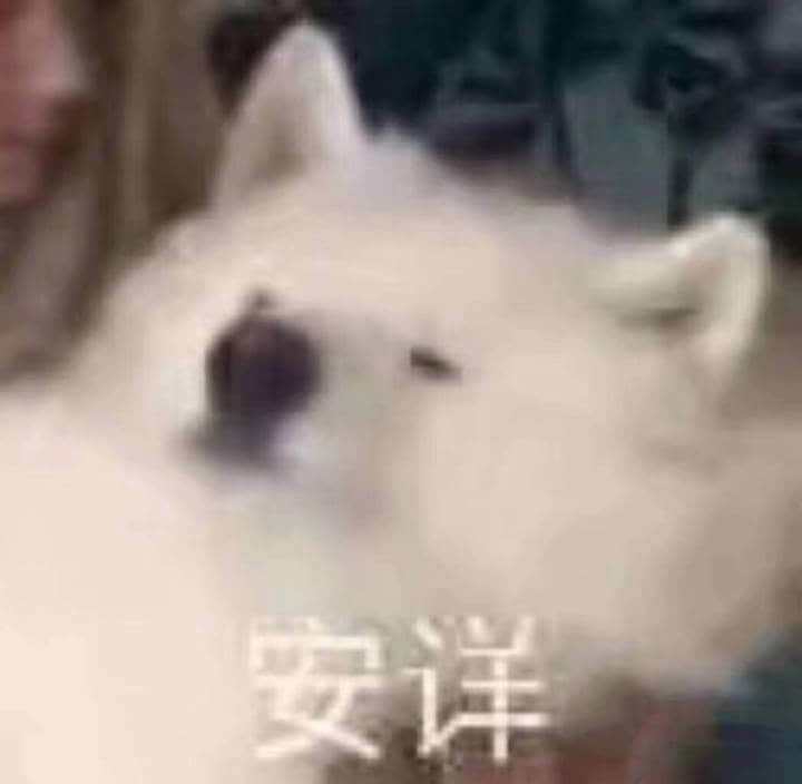 安详的白色狗狗表情包