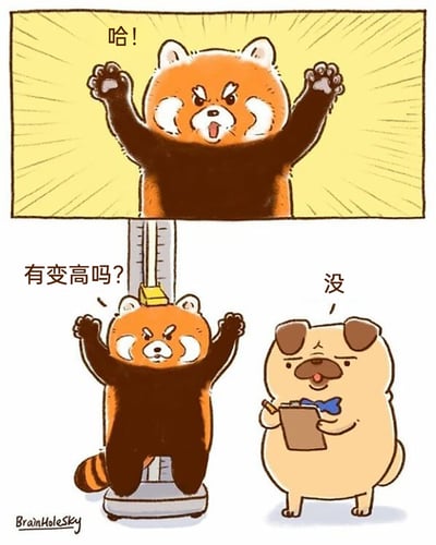这是一幅由两格组成的原创卡通漫画，第一格中，小熊猫兴奋地举起双手，大喊“哈！”，看起来在做什么努力；第二格场景切换到身高测量仪前，小熊猫站在测量仪上，还把测量仪的滑块压在自己头顶，依旧举着双手，一脸期待地问旁边的巴哥犬“有变高吗？”，巴哥犬则一脸淡定地回答“没”。漫画用这种无厘头的、自欺欺人的小举动，塑造了可爱又有点傻气的小熊猫形象，通过日常的身高测量场景制造出轻松搞笑的效果。