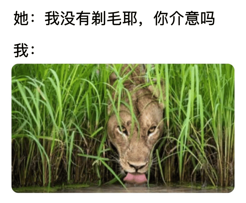 母狮