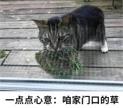 一只虎斑猫站在木质地板上，嘴里叼着一大束绿色的草，表情专注。图片下方配有文字“一点点心意：咱家门口的草”，以幽默的方式表现猫咪将草作为礼物赠送的可爱场景。