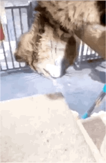 这是一张动态GIF图，画面中的猫咪头部卡在金属栏杆处，下方的浅色平面与猫咪的脸部恰好形成了有趣的视觉错位效果，看起来仿佛猫咪长了一张不符合比例的“大脸”，制造出滑稽的视觉反差，没有双关、谐音梗等隐含内容，整体画面充满趣味，让人忍俊不禁。