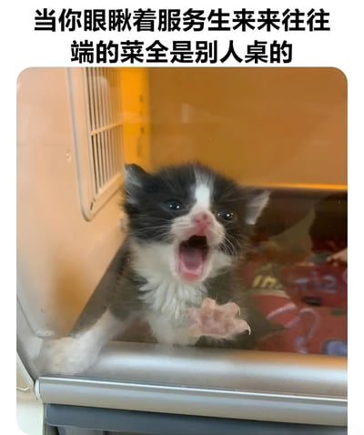 图片上方配有文字“当你眼瞅着服务生来来回往端的菜全是别人桌的”，下方是一只黑白相间的小猫，它待在一个容器里，嘴巴张大像是在焦急地鸣叫，一只前爪抬起扒着容器边缘，眼神渴望地向外看。图文结合幽默地展现了人们在餐厅等待自己的菜品时，看到服务员不断给其他桌送菜而自己的还没到的焦急又无奈的心情，小猫的表情和动作生动地放大了这种情绪，十分可爱有趣。