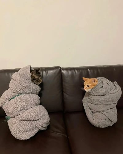 两只猫咪被灰色毛毯紧紧包裹，像两颗圆滚滚的小粽子并排坐在黑色皮沙发上。左侧虎斑猫露出花纹额头与侧脸，眼神平静地望向右侧；右侧橘猫则仰着小脑袋，圆睁双眼好奇回望，形成萌趣对视。背景为简洁的米白色墙壁，整体画面干净治愈，展现宠物居家的温馨日常。