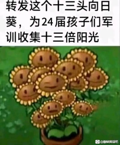 这是一张针对2024届参加军训的学生制作的趣味祈福类P图，图片上方配有文字“转发这个十三头向日葵，为24届孩子们军训收集十三倍阳光”，主体是将游戏《植物大战僵尸》中的向日葵形象进行P图改编，把十三只向日葵合成在同一植株上。借用游戏里向日葵收集阳光的设定，将“阳光”引申为好运，寓意转发这张图能为军训的学子带来更多好运，让他们的军训过程更轻松顺利，整体内容充满玩梗的趣味，贴合学生群体的语境。