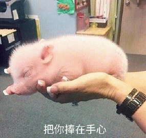 捧在手心里的粉色小猪
