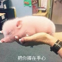 小猪