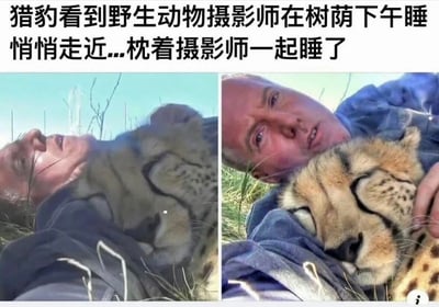 这是一张左右对比的双图拼接照片，展示了野生动物摄影师与猎豹之间温馨互动的场景。左侧图片中，一位男性摄影师躺在草地上，一只猎豹正枕着他的肩膀休息；右侧图片则是近距离特写，猎豹闭着眼睛睡得很香，摄影师则面带微笑地看着猎豹，画面十分和谐动人。