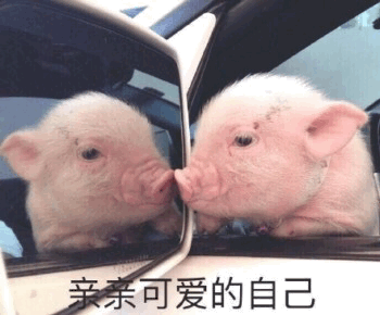 小猪照镜子亲亲可爱的自己