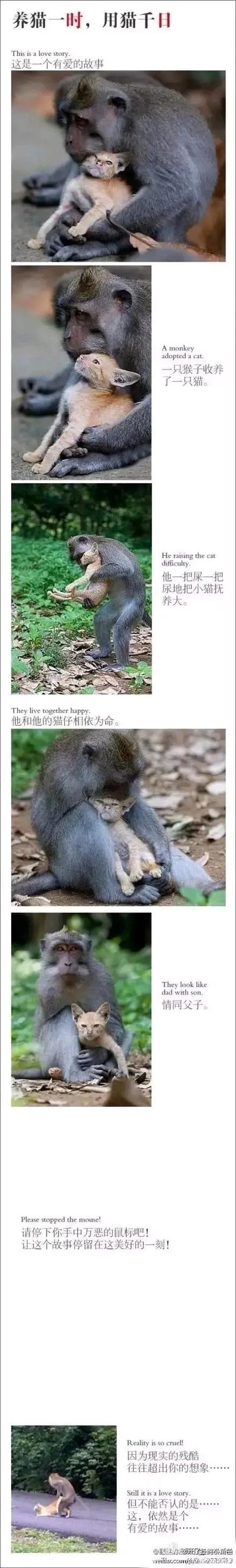这是一组由真实动物实拍照片组成的连环梗图，讲述了一只猴子收养小猫并将其抚养长大，二者情同父子、相依为命的暖心故事，最后却出现反转——猴子骑在已经长大的猫身上，让猫充当“坐骑”，呼应开头“养猫一时，用猫千日”的标题，制造出强烈的搞笑反差。
这里玩了“养兵千日，用兵一时”的谐音梗，将语序颠倒，结合最后的反转剧情，让暖心故事瞬间变得搞笑有趣。