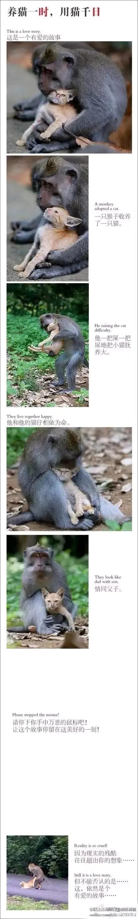 猴子