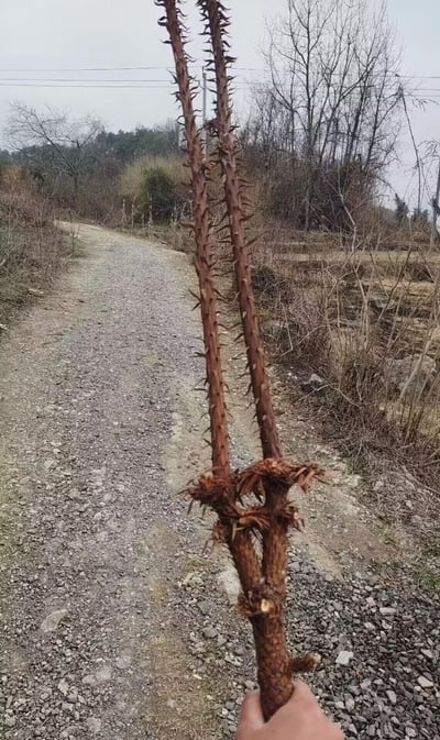 一只手握着一根分叉、全身布满密集尖刺的干枯树枝，背景是一条蜿蜒的乡村碎石小路，路两侧是枯黄的杂草与落尽叶子的树木，呈现出秋冬时节乡野的萧瑟质朴景象，无谐音梗、双关或暗示内容。