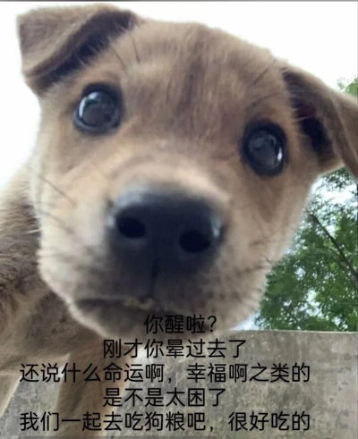一只棕色小狗的特写镜头，它睁着一双又大又圆的眼睛直视镜头，表情看起来既无辜又关切。图片底部有一行文字：'你醒啦？刚才你晕过去了还说什么命运啊，幸福啊之类的是不是太困了我们一起去吃狗粮吧，很好吃的'。这张梗图通过拟人化的方式，让小狗用关心的语气邀请对方一起吃狗粮，创造出一种反差萌的幽默效果。
