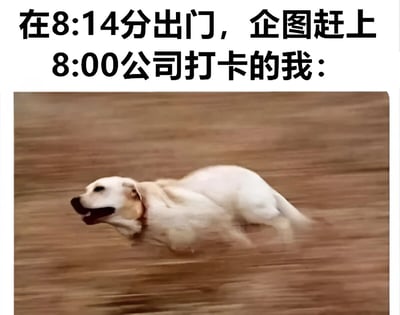 图片上方是黑色文字'在8:14分出门，企图赶上8:00公司打卡的我：'，下方是一张白色拉布拉多犬在棕色地面上快速奔跑的照片，背景因运动产生模糊效果，整体通过文字与图片的结合，幽默地表现了打工人迟到后匆忙赶打卡的无奈与滑稽场景。