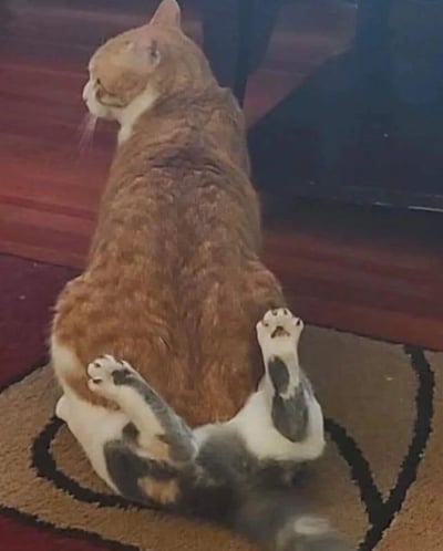 一只橘白相间的猫咪正背对着镜头坐在红色木地板上，它的身体微微侧向左边，蓬松的尾巴自然垂落在棕色地毯上。最引人注目的是它的坐姿——后腿向后翘起，两只带着灰黑色斑纹的白色爪子清晰可见，整体姿态神似人类放松时的坐姿，显得格外可爱有趣。背景中隐约可见深色的家具腿部，营造出温馨的居家氛围。