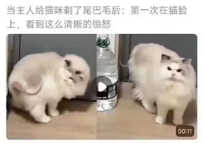 这是一张左右对比的视频截图，画面主体是一只浅色布偶猫。左侧画面中，猫咪回头看向自己被剃短毛发的尾巴，脸上露出疑惑又不满的神情；右侧画面里，这只猫咪正面朝向镜头，眉头紧皱，眼神中充满愤怒与怨气，表情十分生动。图片上方配有文字“当主人给猫咪剃了尾巴毛后：第一次在猫脸上，看到这么清晰的愤怒”，精准地概括了猫咪的情绪变化，展现出宠物因为自身毛发被修剪而产生的强烈不满，充满搞笑趣味。