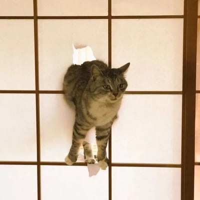 一只灰色虎斑猫正从日式纸门（障子门）的破洞中钻出，猫咪前爪已经完全伸出，身体大部分仍在门后，只有头部和前半身显露出来。猫咪表情淡定，眼神直视镜头，仿佛在说'我只是路过'。纸门上的破洞形状不规则，明显是被猫咪强行穿过造成的。背景是典型的日式障子门，木质框架分割成多个方形纸格。整个画面既展现了猫咪的调皮本性，又有一种反差萌的幽默感。
