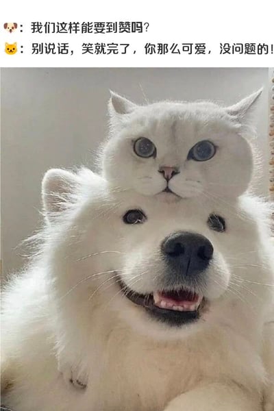 一张搞笑的宠物合成图，画面中有一只白色的萨摩耶犬开心地张着嘴笑，头顶上站着一只表情惊讶的白猫。图片上方有两行对话，狗狗问"我们这样能要到赞吗?"，猫咪回答"别说话，笑就完了，你那么可爱，没问题的!"，整体营造出可爱又有趣的氛围。