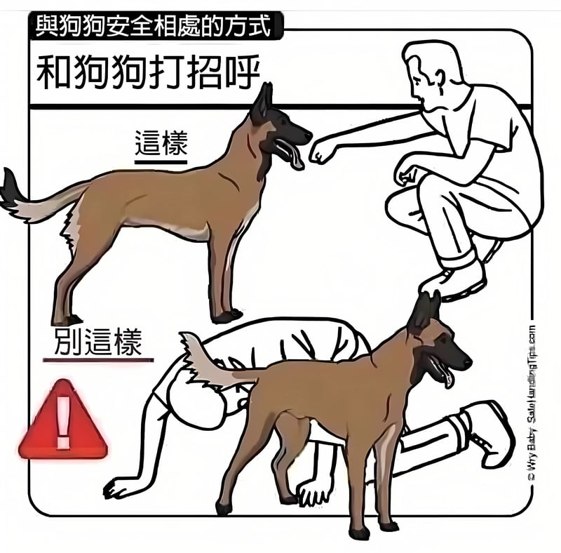 德国牧羊犬