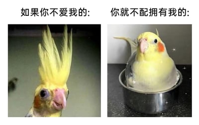 这是一张左右分栏的静态对比梗图，左侧是一只凤冠炸起、神态潦草委屈的玄凤鹦鹉，上方配文“如果你不爱我的:”，用来表现不被爱时自己的“不修边幅”状态；右侧是一只待在金属碗里、神态软萌可爱，周围还添加了闪亮特效的玄凤鹦鹉，上方配文“你就不配拥有我的:”，以此表达如果对方不珍惜自己，就不配看到自己美好可爱的一面。整幅图通过玄凤鹦鹉的两种反差状态，用傲娇的语气传递出“不被重视就不给你看我好模样”的小情绪，风格软萌有趣，适合在日常社交中用来表达小脾气和傲娇态度。