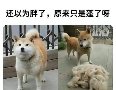 图片分为左右两部分，左侧是一只毛发蓬松看起来很胖的柴犬，右侧是同一只柴犬在修剪毛发后显得瘦了很多，旁边放着一堆修剪下来的狗毛。上方配有文字'还以为胖了，原来只是蓬了呀'，幽默地表现了宠物毛发蓬松造成的视觉错觉。