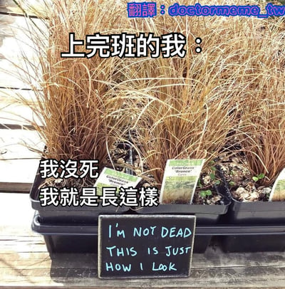 图片展示了几盆看起来干枯发黄的观赏草，前方有一个小黑板标牌写着英文"I'm NOT DEAD THIS IS JUST HOW I LOOK"。图片上叠加了中文文字："上完班的我：我没死 我就是長這樣"，通过将下班后人的疲惫状态与看似枯萎实际正常的植物进行类比，幽默地表达了职场人士下班后的身心俱疲状态。