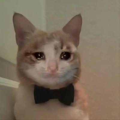 一只毛发呈浅棕白色的猫咪，双眼圆大且眼神委屈，脖子上系着一个黑色领结，背景为浅色墙壁，整体给人一种乖巧又可怜的感觉。