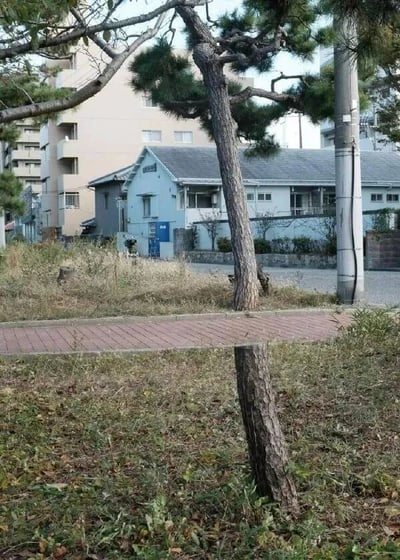一张宁静的住宅区街景照片，画面中可以看到几栋不同风格的建筑，包括一栋浅蓝色的小房子和一栋米黄色的公寓楼。前景有几棵松树，其中一棵树干被截断，只剩下树桩。地面上有一条红砖铺成的人行道，周围长满了杂草，整体呈现出一种自然与城市交融的景象。