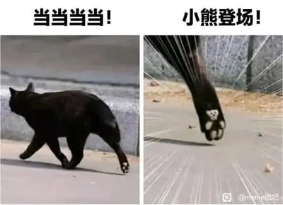 这是一张左右拼接的静态趣味宠物图，左图展示了一只黑色猫咪在户外路面行走的画面，上方配文“当当当当！”制造登场的仪式感；右图聚焦在这只黑猫抬起的后爪上，爪心的黑白天然花纹恰好组成了类似小熊脸部的图案，上方配文“小熊登场！”，将猫咪的爪纹趣味联想成小熊登场，通过文字引导强化了这个巧合带来的反差萌，让普通的宠物瞬间变得充满趣味性，十分治愈。