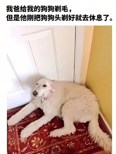 图片中是一只白色狗狗，头部被剃得光秃秃，而身体其他部位仍保留着长长的蓬松毛发，形成鲜明对比。狗狗正趴在红色花纹垫子上，位于白色门和黄色墙壁的角落处，眼神显得有些委屈和无奈。图片上方配有文字：'我爸给我的狗狗剃毛，但是他刚把狗狗头剃好就去休息了。' 整体场景幽默地展现了宠物剃毛过程中的搞笑意外。