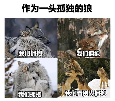 这是一张由四张真实狼的照片拼接而成的趣味梗图，顶部配有标题“作为一头孤独的狼”。前三张图分别展示了不同的两对狼相互拥抱、亲昵依偎的温馨画面，每张图都配文“我们拥抱”；第四张图则呈现了两头狼拥抱在一起，旁边还有一头狼独自站在雪地里，默默注视着它们，配文“我们看别人拥抱”。通过前三张和第四张的强烈反差，用幽默自嘲的方式调侃那些自称“孤独的狼”的人，最终落得只能旁观他人亲密、自己孤身一人的处境，充满搞笑的反差感，精准戳中单身或孤独人群的自嘲心理。