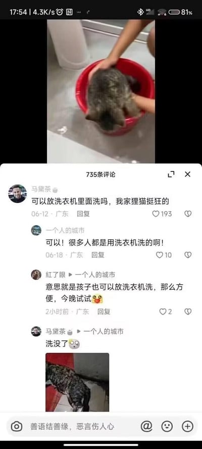 这是一张抖音平台的评论区截图，顶部画面是主人将狸花猫按在红色水盆里洗澡。下方评论区中，用户“马黛茶”询问能否用洗衣机洗自家狂躁的狸猫，用户“一个人的城市”给出了错误的肯定答复，称很多人都这么做。随后用户“紅了眼”用反讽的语气调侃，将洗猫类比成洗孩子，讽刺这种建议的荒谬性。最后“马黛茶”回复“洗没了”并配上一张状态萎靡、毛发凌乱的狸花猫图片，用真实的“惨状”揭露用洗衣机洗猫的危险性，整个评论互动充满了讽刺和搞笑的效果，吐槽了这种不负责任的养宠建议。
